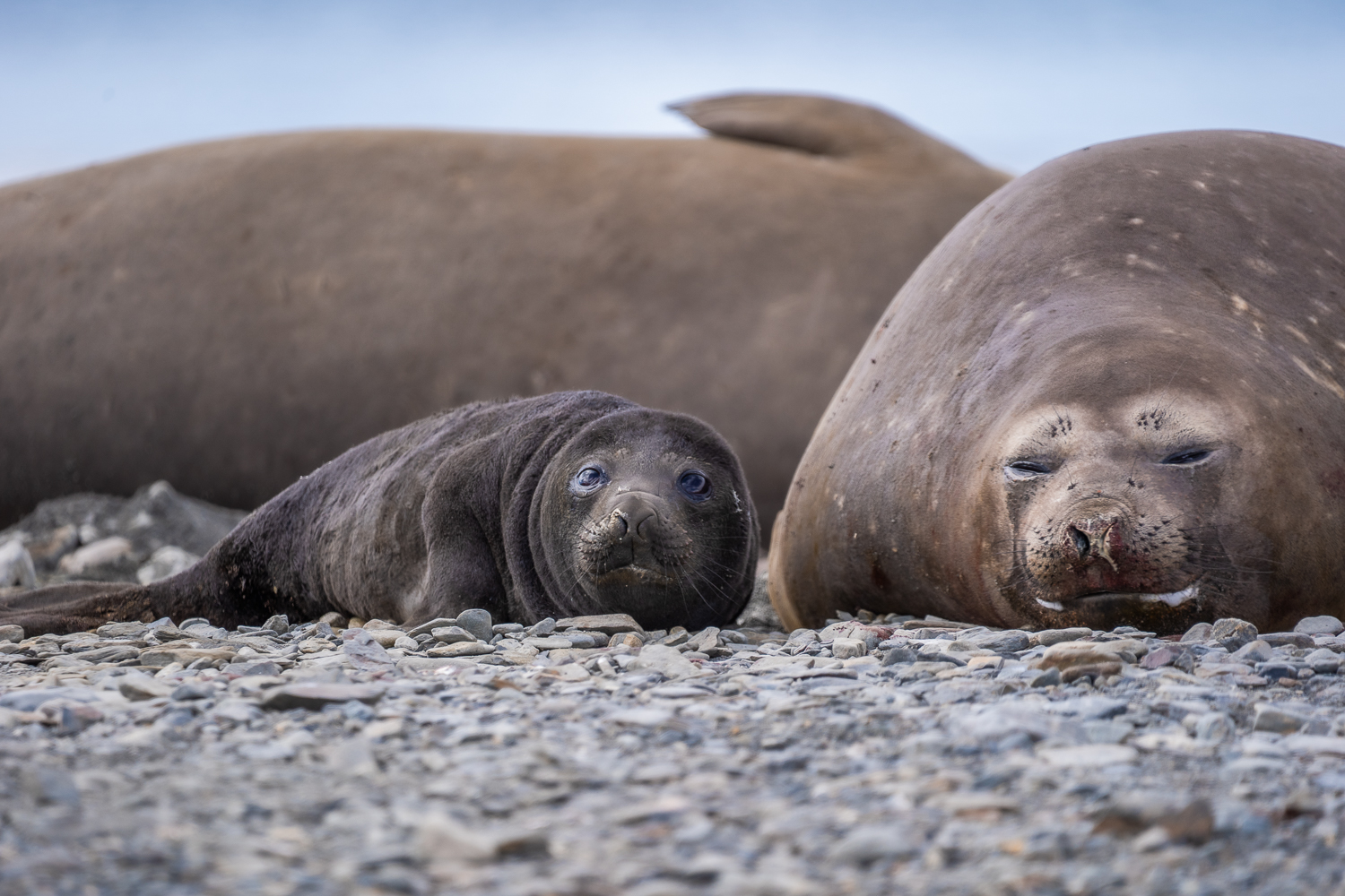 seals on south Georgia