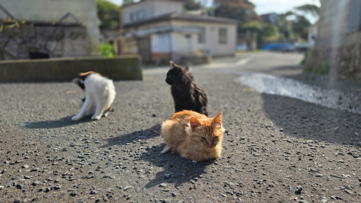 Cat Island Tashirojima
