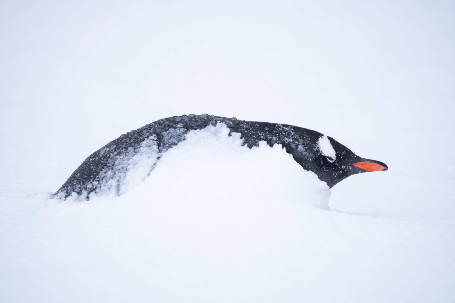 penguin in snow antarctica