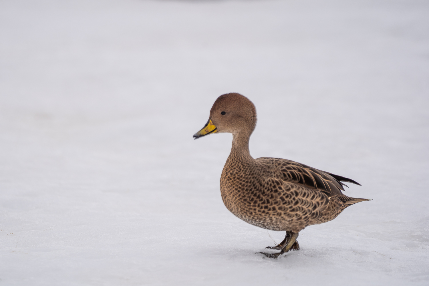South Georgia duck