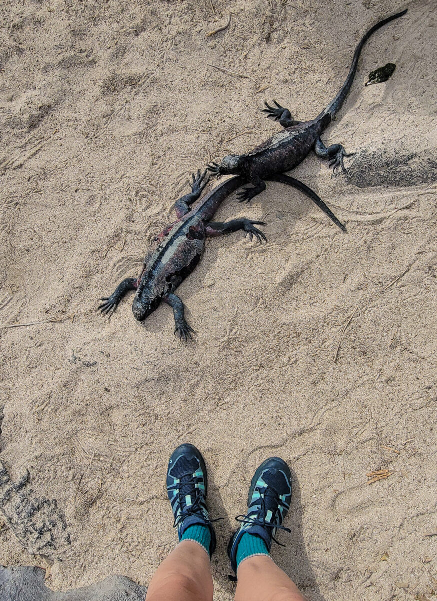 Person standing on sandy ground observing a large lizard with dark scales and long tail, close-up view of the reptile in its natural habitat.